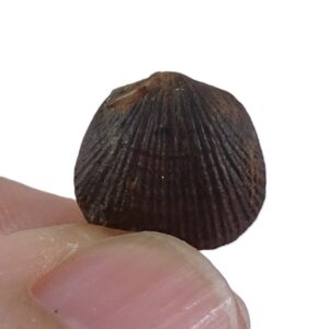 Aulacella eifeliensis