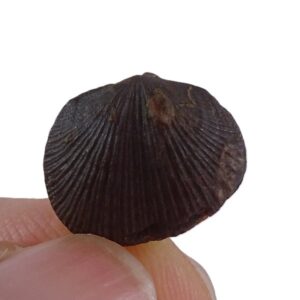 Aulacella eifeliensis