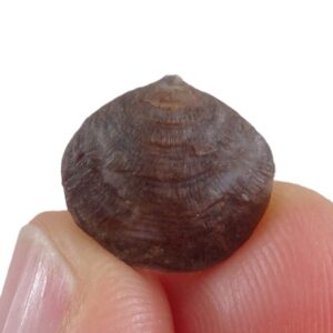 Cleiothyridina sublamellosa