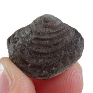 Cleiothyridina sublamellosa