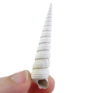 Torcula constricta
