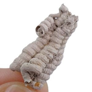 Petaloconchus sculpturatus  VENDIDO