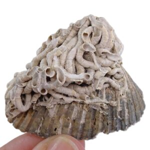 Vermicularia sp.