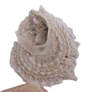 Astraea (Astralium) phoebia