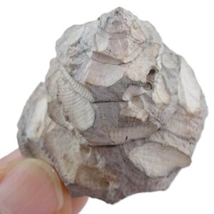 Xenophora conchyliophora