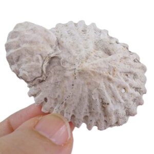 Crucibulum costata