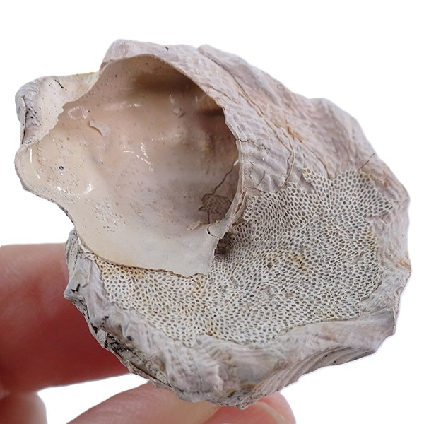 Xenophora conchyliophora - Imagen 2