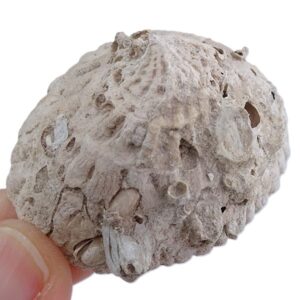 Trochita floridana