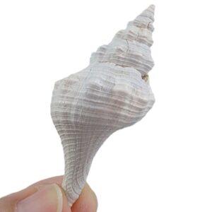 Terebraspira harveyensis