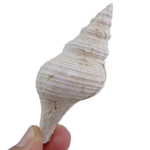 Terebraspira maryae