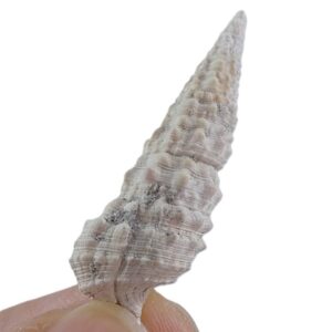 Cerithium atratum
