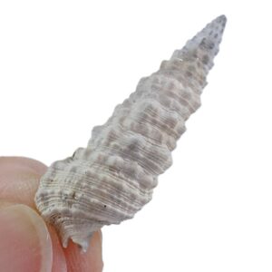 Cerithium atratum
