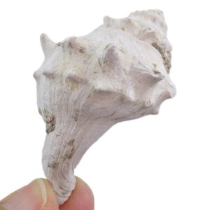 Echinofulgur palmbeachensis