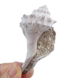 Echinofulgur palmbeachensis