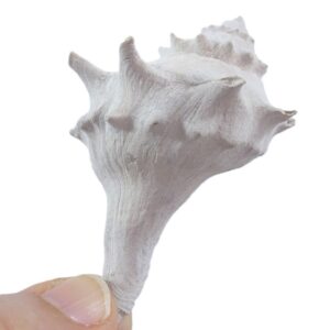 Echinofulgur palmbeachensis