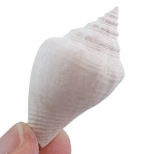 Strombus keatonorum