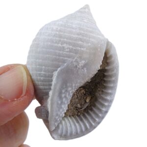 Phalium granulatum