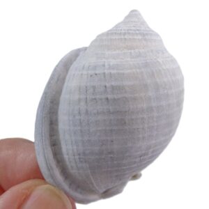 Phalium granulatum