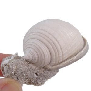 Phalium granulatum
