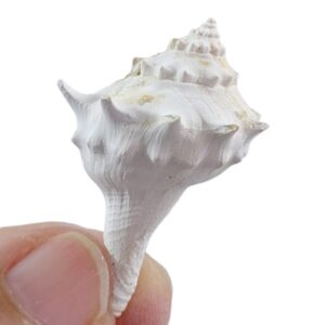 Echinofulgur palmbeachensis