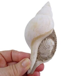 Fasciolaria (Cinctura) apicina