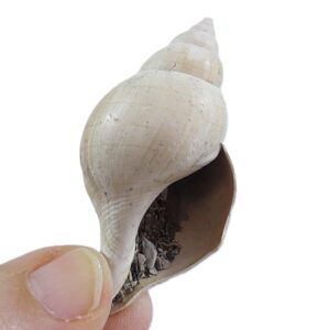 Fasciolaria (Cinctura) holeylandica