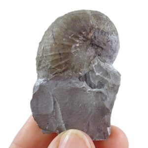 Phyllopachyceras infundibulum