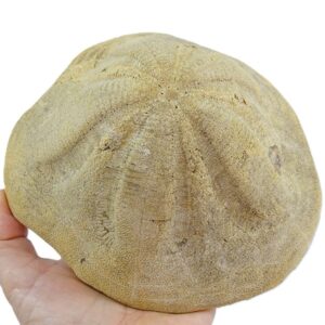 Clypeaster sp.
