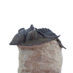 Metacanthina issoumourensis