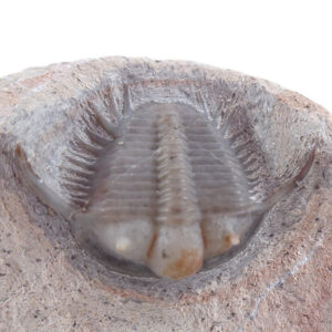 Cyphaspides pankowskiorum