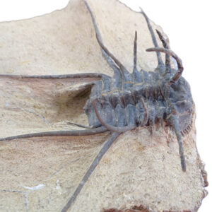 Ceratonurus sp.