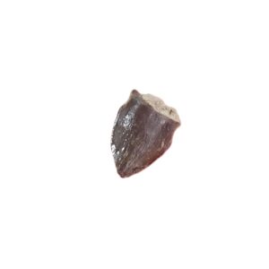 Allognathosuchus haupti