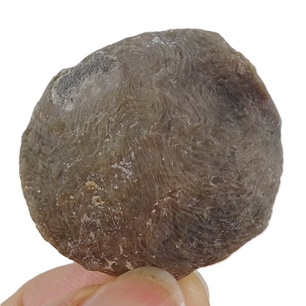 Nummulites perforatus