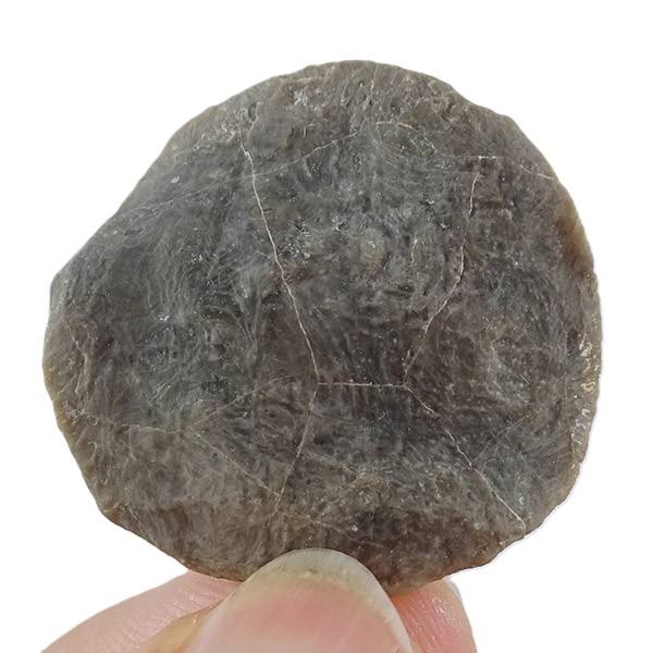 Nummulites perforatus - Imagen 2