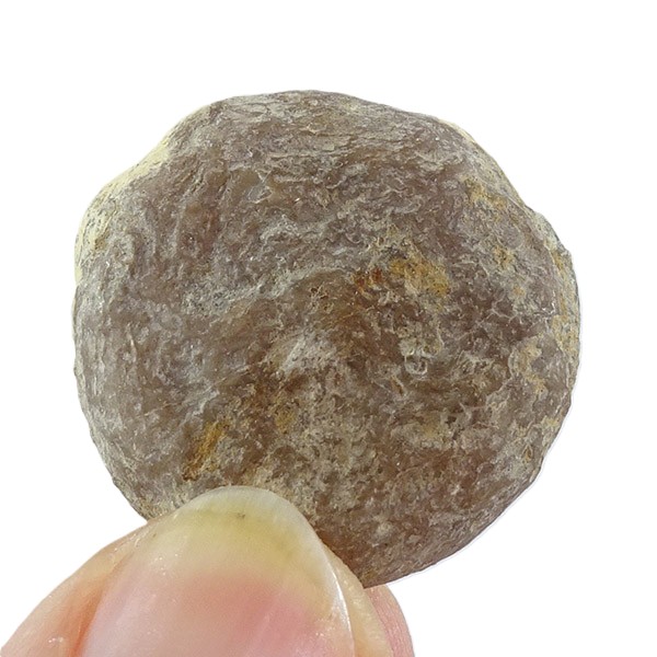 Nummulites perforatus - Imagen 2
