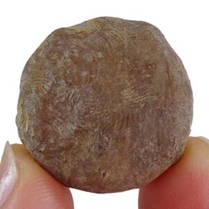 Nummulites perforatus