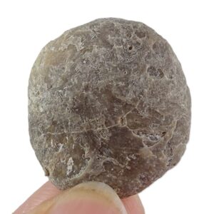 Nummulites perforatus