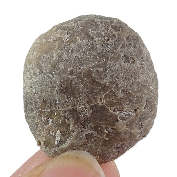 Nummulites perforatus