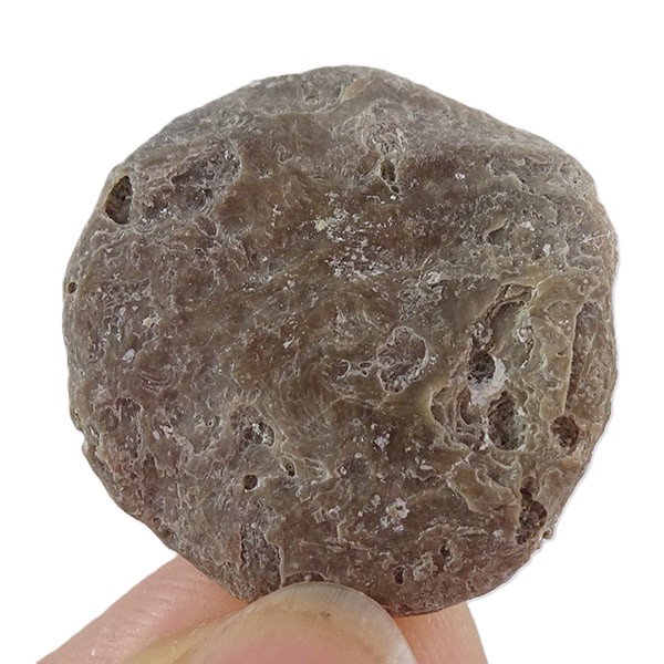 Nummulites perforatus - Imagen 2