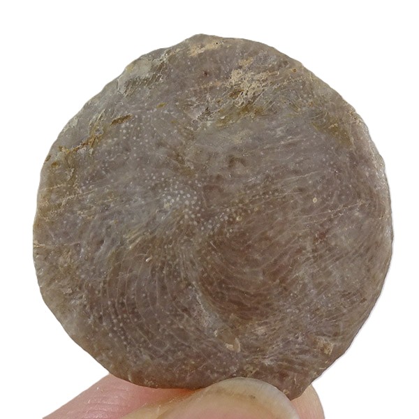 Nummulites perforatus