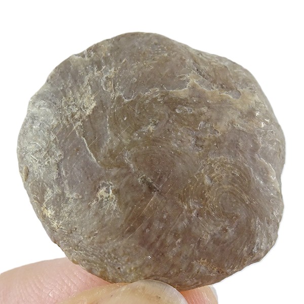 Nummulites perforatus - Imagen 2