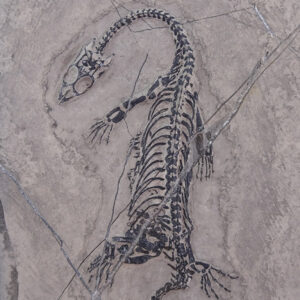 Keichousaurus hui