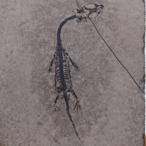 Keichousaurus hui