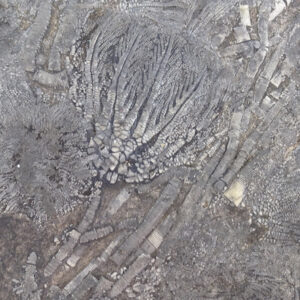 Traumatocrinus hsuixi