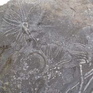 Traumatocrinus hsuixi