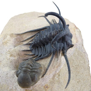 Dicranurus monstrosus y Reedops maurulus