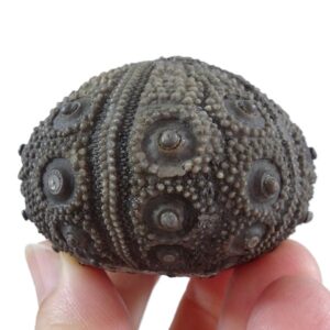 Rolliericidaris boulemanensis