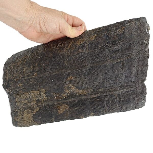 Calamites cisti - Imagen 2