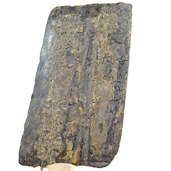 Calamites cisti - Imagen 3
