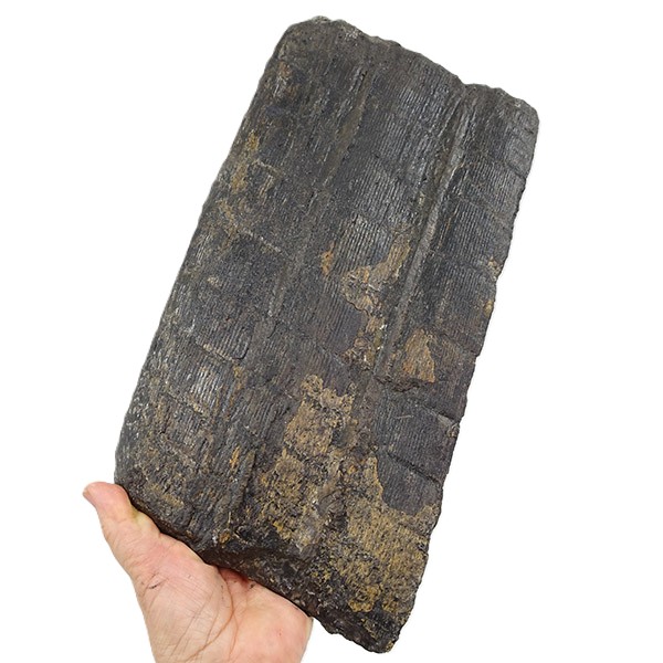 Calamites cisti